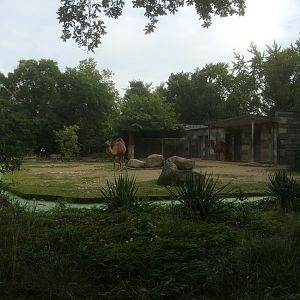 Dromedary enclosure
