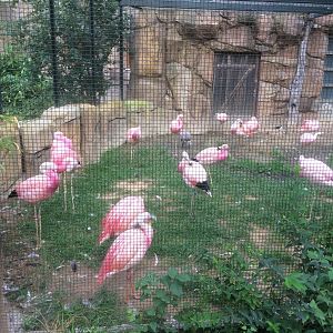 Andean & James flamingos