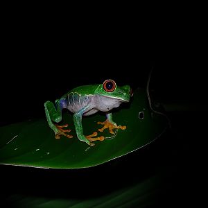 Red-eyed leaf frog