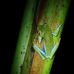 Red-eyed leaf frog