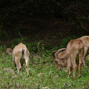 Barbary Sheep, 13 September 2017