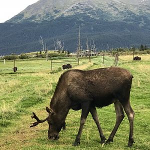 Moose and Musk Ox
