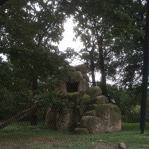 Andean condor aviary