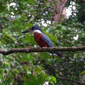 Ringed kingfisher (male)