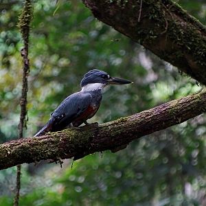 Ringed kingfisher (female)