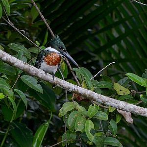 Amazon kingfisher (male)