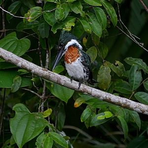 Amazon kingfisher (male)