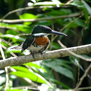 Green kingfisher (male)