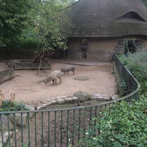 Babirusa