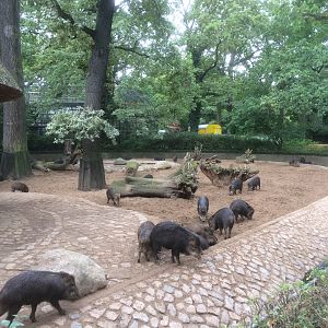 White-lipped peccary