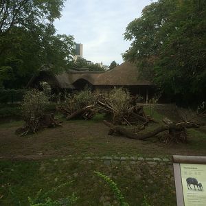 Lowland anoa enclosure