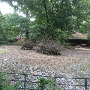 Congo buffalo enclosure
