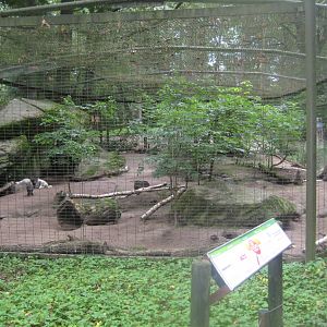 Rostock Zoo - Fox exhibit
