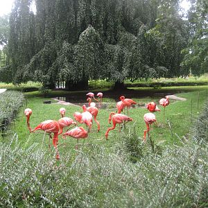 Rostock Zoo - Caribbean flamingo exhibit