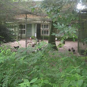 Rostock Zoo - Transformation house - Chicken aviary #1