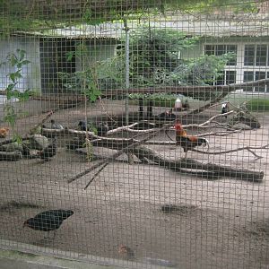 Rostock Zoo - Transformation house - Chicken aviary #2
