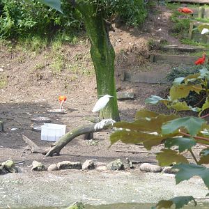 Large wading bird aviary 040817