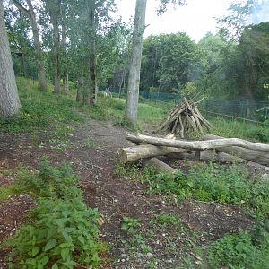 Iberian wolf enclosure 040817