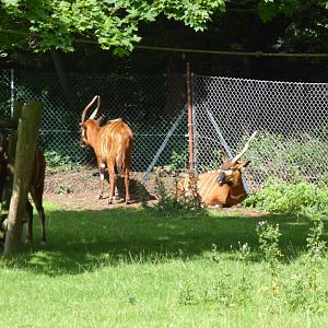 Eastern bongo 040817
