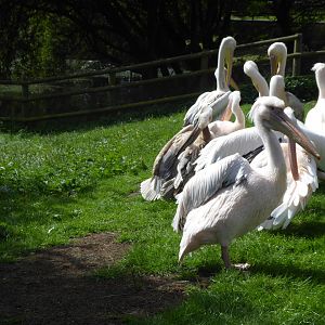 Eastern white pelicans 040817