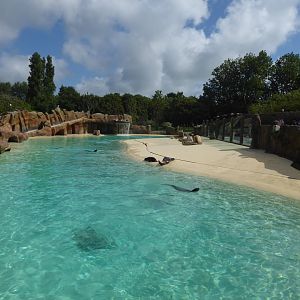 California sea-lion pool 040817