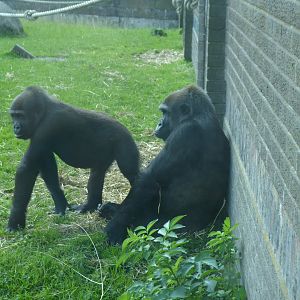 Western lowland gorillas 040817