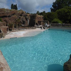 Magellanic penguin pool 040817