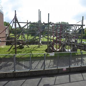 Bornean Orang-utan outdoors 040817