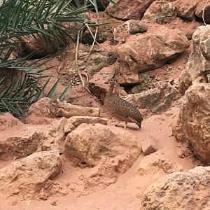 Elegant crested tinamou 060917