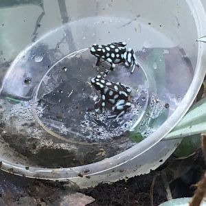 Maranon poison frogs 060917