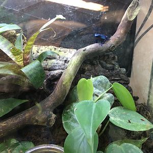 Blue poison dart frog 060917