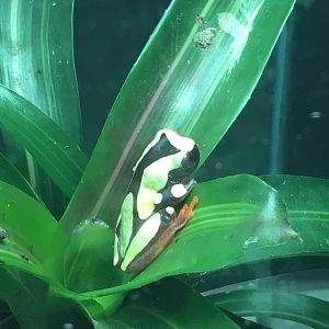 Clown frog 060917