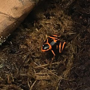 Summers' poison frog 060917