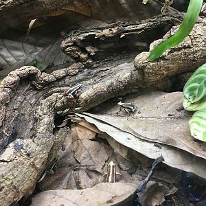 Phantasmal poison dart frogs 060917