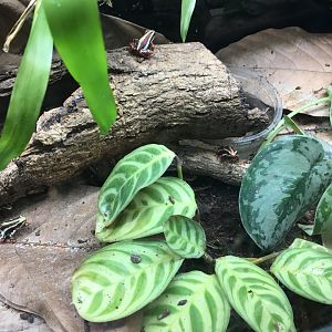Phantasmal poison dart frogs 060917