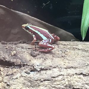 Phantasmal poison dart frog 060917