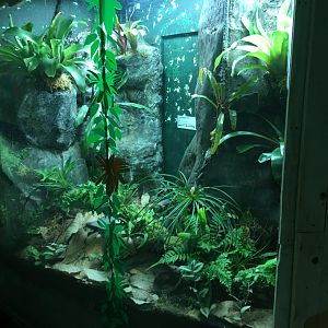 Golden poison frog exhibit 060917