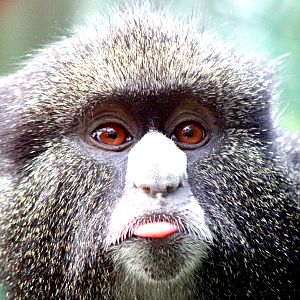 Greater spot-nosed guenon; Wroclaw; 11th September 2017