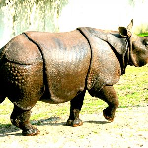 Indian rhinoceros; Wroclaw; 9th September 2017