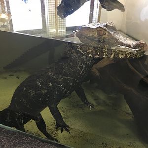 Cuvier's Dwarf Caiman 100917