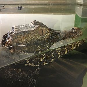 Cuvier's Dwarf Caiman 100917