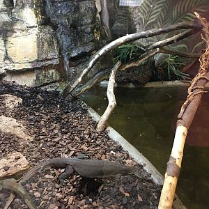Merten's water monitors 100917