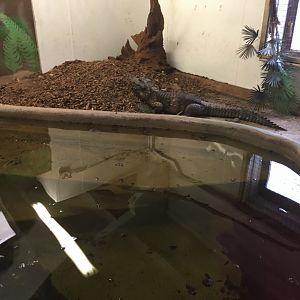 West African dwarf crocodile 100917