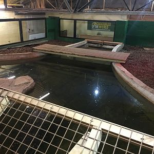 American alligator enclosure 100917