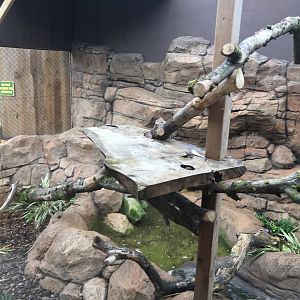Fishing cat enclosure 100917