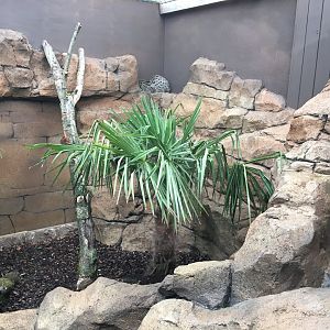 Fishing cat enclosure 100917