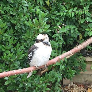 Laughing kookaburra 100917