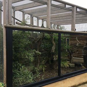 Cotton-top tamarin enclosure 100917