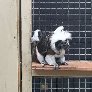 Cotton-top tamarins 100917
