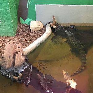 Spectacled Caiman 100917